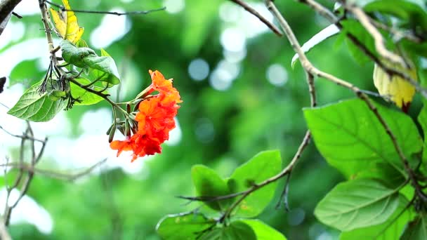 Akasya ya da Geiger ağacı ya da Cordia 'da kırmızı turuncu çiçekler ve yeşil bahçede yağmur damlası vardır. — Stok video