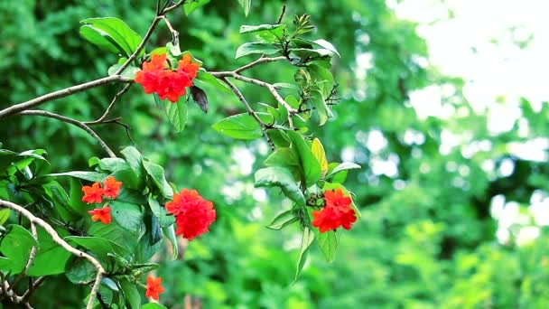 Akacia eller Geiger träd eller cordia har röda orange blommor och regn droppe i den gröna trädgården — Stockvideo