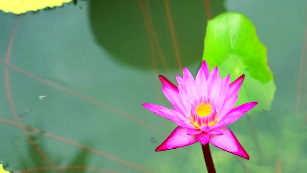 Όμορφο ροζ λουλούδι λωτού ανθίζει στο νερό στη λίμνη — Αρχείο Βίντεο