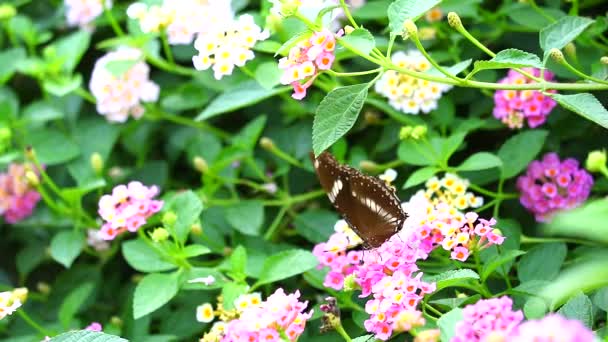 Fjäril hitta söt på rosa vit lantana camara blomma i trädgården2 — Stockvideo