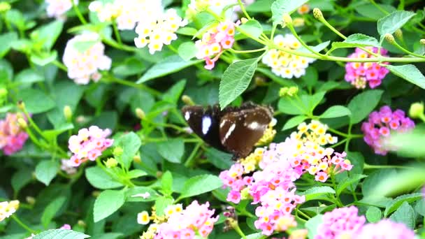 Бабочка находит сладкое на розовой белой лантане, цветущей в саду — стоковое видео