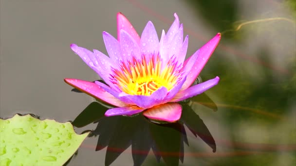 Close up to beautiful pink lotus flower blooming on the water in pond1 — Stock Video