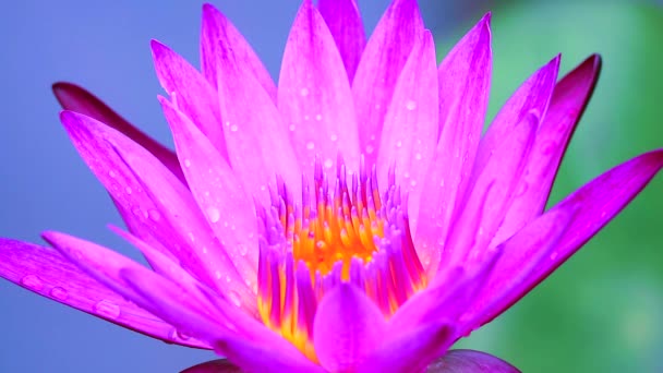 Cerca de loto rosa claro que florece después de la caída de la lluvia y borra el fondo de dos colores — Vídeo de stock