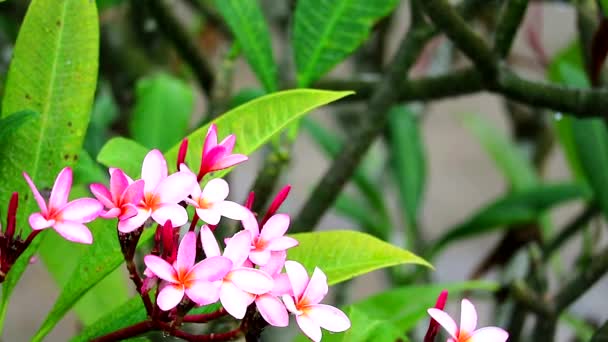 Rosa plumeria blanca flor y gota de lluvia sobre fondo de jardín borroso1 — Vídeos de Stock