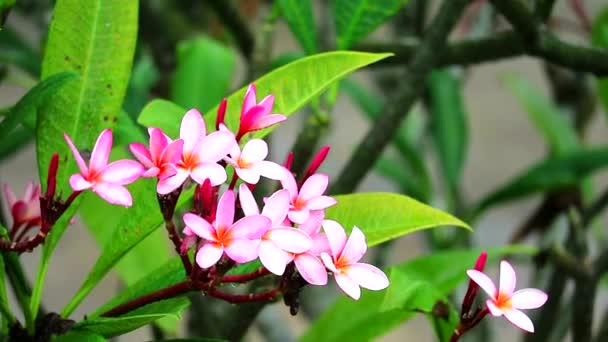 Roze witte plumeria bloem en regendruppel op wazige tuin achtergrond2 — Stockvideo