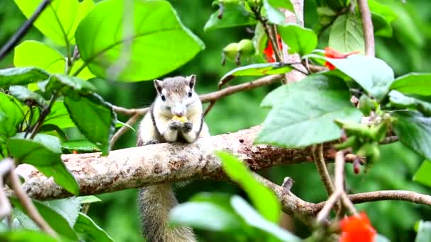 Acacia fruitier dans un arbre à branches dans le jardin — Video