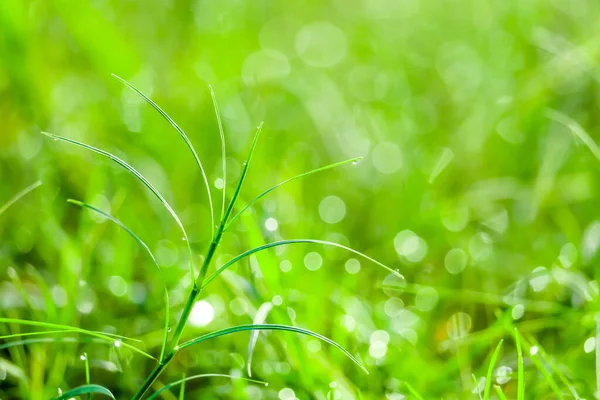 Hierba verde en el jardín blokeh de gota de agua en las hojas en el campo — Foto de Stock