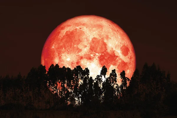 Урожай червоний місяць на нічному небі назад над силуетом сосни дерево — стокове фото