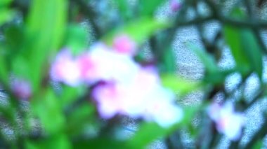 Pembe beyaz plumeria çiçeği ve bulanık bahçe arka planında yağmur damlası, odaklanma arka plan ve odaklanma ön plan