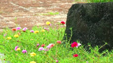 Purslane, Rose Mose, Güneş bitkisi. Bahçede açan pembe gül sarısı çiçek.