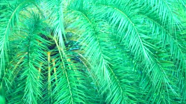 Flou feuilles de palmier sur l'arbre dans le jardin et goutte de pluie en saison des pluies — Video