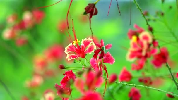 Karzeł poinciana, Kwiat ogrodzenia, Paw grzebień, Duma Barbados Paradise Kwiat porusza się przez wiatr — Wideo stockowe