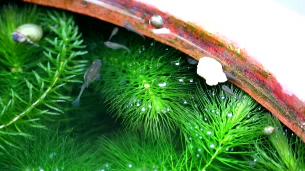 Guppies poisson nager et trouver de la nourriture et manger parmi les algues molles, se concentrer sur la nourriture sur l'eau2 — Video