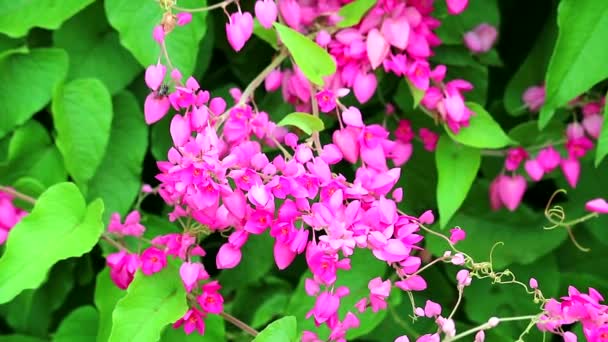 Мексиканський крепер, ланцюг любові або антигононський лептоп рожеві квітки букету і бджоли знаходять медовий 1 — стокове відео