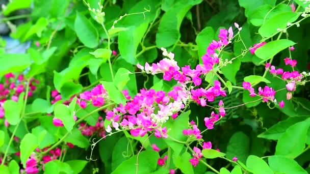 Mexicaanse Kruiper, Chain of Love of Antigonon leptopus roze boeket bloemen en bij vinden honing3 — Stockvideo