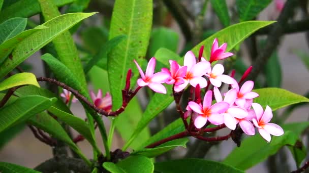 Rózsaszín fehér plumeria virág és eső csepp elmosódott a kertben háttér — Stock videók