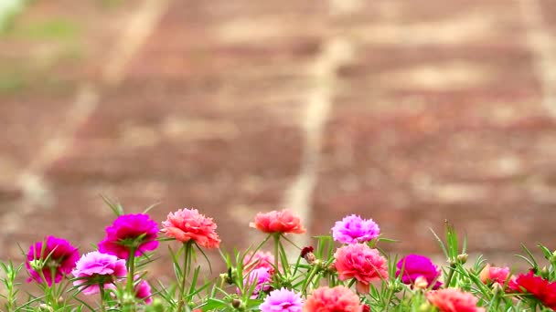 Purslane, rosa musa, flor rosa de la rosa de la planta del sol que florece en el fondo de piedra del jardín 1 — Vídeo de stock