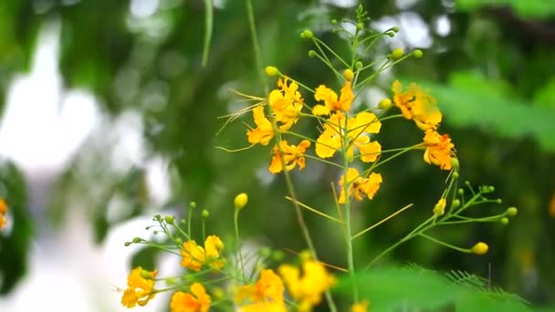 Жовта гном'яча вказівка, квіткова огорожа, гребінь павича, гордість Барбадосу Райські квіти цвітуть у садку теґів. — стокове відео