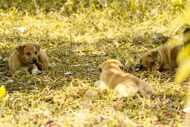 Sokak köpekleri çorak arazide çalıların altında oynuyorlar.