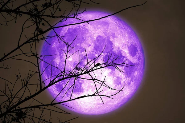 Super oscuro cosecha púrpura luna en la noche cielo espalda seca rama árbol — Foto de Stock