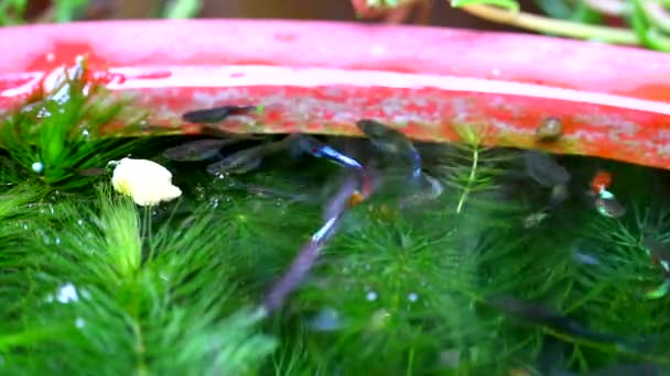 Гуппі риби плавають і знаходять їжу і їдять серед м'яких водоростей, зосереджуються на їжі на воді1 — стокове відео