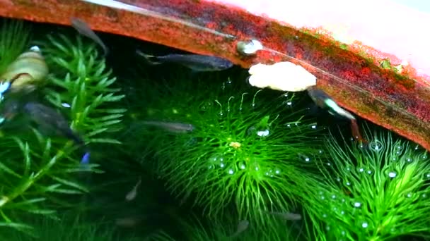 Närbild guppies fisk simma och hitta mat och äta bland mjuka alger, fokusera på mat på vatten — Stockvideo
