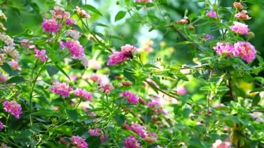 Lantana rengarenk pembe buket çiçekleri bahçede çiçek açıyor. Arka plan bulanık.