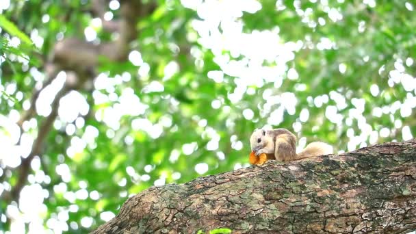Gli scoiattoli prendono il frutto del giardino per mangiare sui rami alberati1 — Video Stock