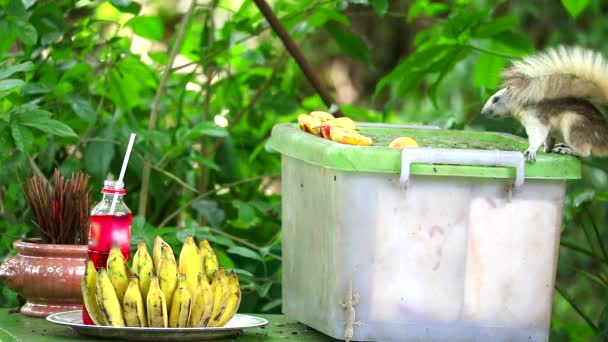 Les écureuils explorent et font attention avant de manger les fruits du jardin — Video