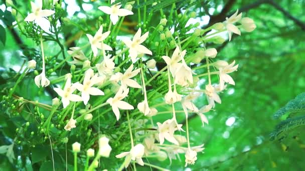 Parafa, indiai parafa fehér virágok nyílnak a fák között a kertben1 — Stock videók
