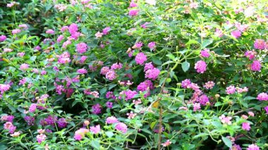Lantana rengarenk pembe beyaz buket çiçekler açıyor ve bahçede kelebekler uçuşuyor.