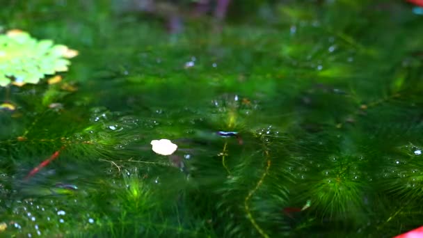 Guppies fisk fokus på grön Hydrilla på vattenytan1 — Stockvideo