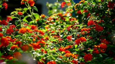 Lantana rengarenk kırmızı turuncu sarı buket çiçekleri çiçek açıyor ve 1 numaralı bahçe kelebeği