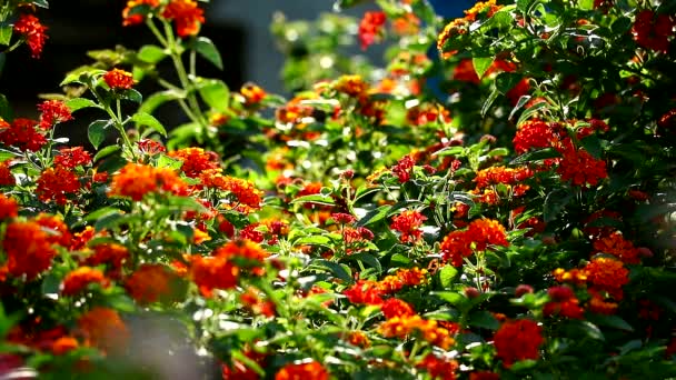 란타나의 다채 로운 붉은 오렌지색 꽃다발은 정원 1에 있는 나비와 모든 꽃을 피운다 — 비디오