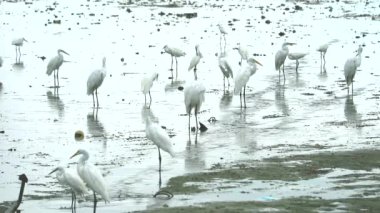 Egrets find to catch animals in water near canel when low tide1