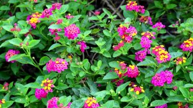 lantana colorful pink magenta  bouquet flowers blooming in the garden