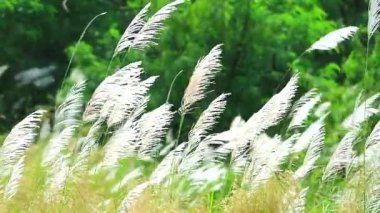 Beyaz çimen çiçekleri yeşil yapraklar rüzgarla savrulur tarlada ve çayırda
