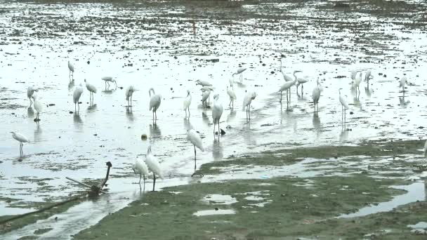 Egrets encontrar para pegar animais na água perto de canel quando a maré baixa — Vídeo de Stock