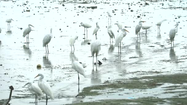 Las garzas encuentran para atrapar animales en el agua cerca del canel cuando la marea baja1 — Vídeos de Stock