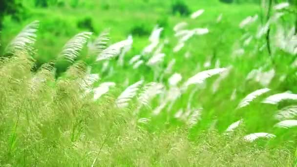 Panning brown grass flowers swing by wind in green meadow background — ストック動画