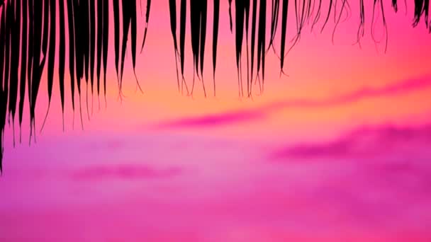 Silhouette trockene Kokosnussblätter von Hut bewegt und verschwimmen rosa Sonnenuntergang Himmel — Stockvideo