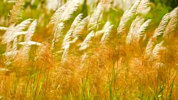 Zonsondergang licht en wit gras bloemen schommelen door de wind in weide — Stockvideo