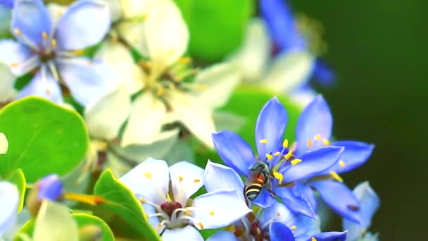 Bee on the pollen of Lignum vitae blue white flowers — Stock Video