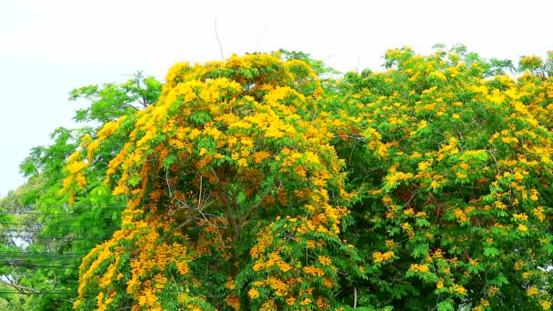 Birma padauk gele boom bloemen bloeien in de tuin — Stockvideo