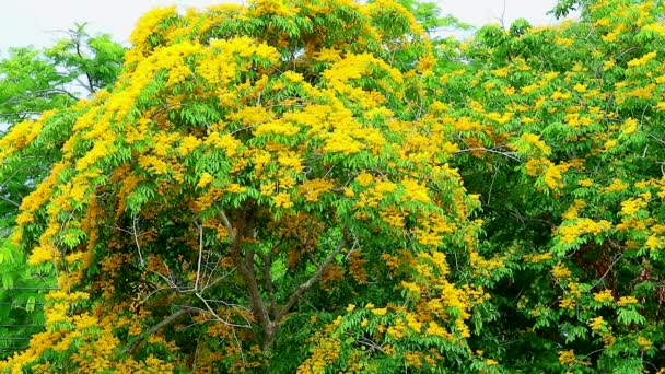 Birmania padauk árbol flores amarillas que florecen y oscilan por el viento en verano — Vídeos de Stock