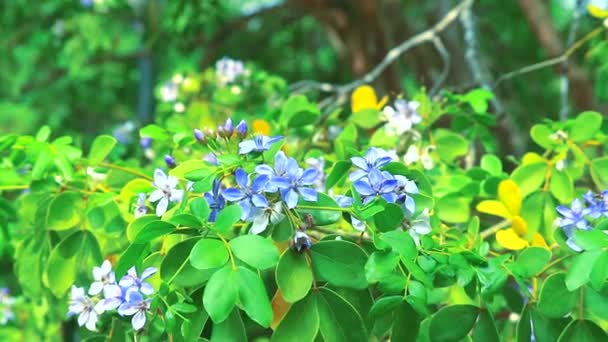 Lignum vitae blau weiße Blüten blühen im Garten — Stockvideo