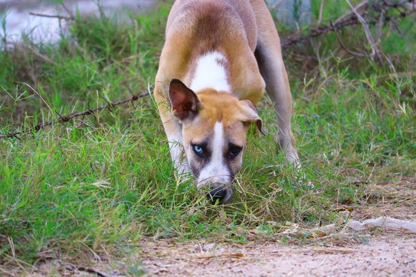 Perro Callejero Dos Ojos Vertedero Causada Por Cruzamiento Causada Por — Foto de Stock