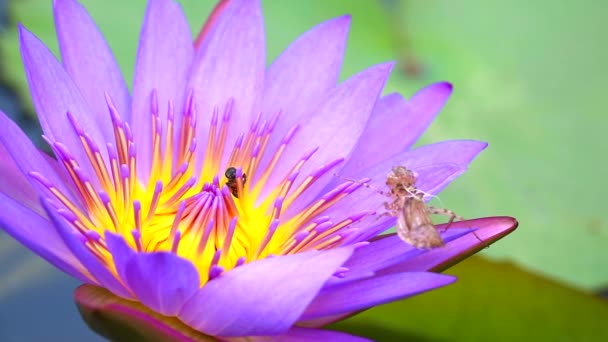 Abejas encuentran dulce en el polen de flor de loto rosa floreciendo en el estanque y manchas de insectos — Vídeo de stock