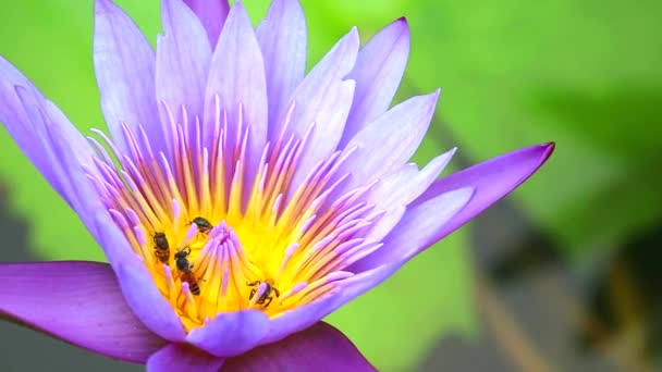 Abelhas encontrar doce no pólen de flor de lótus roxo — Vídeo de Stock