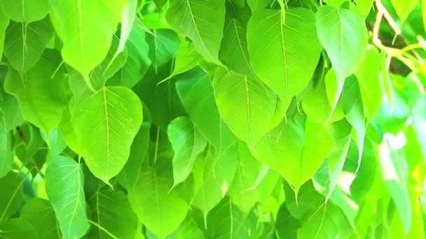 Ljusgröna Bodhi blad växer under regnperioden — Stockvideo